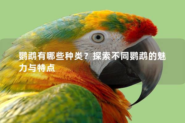鹦鹉有哪些种类？探索不同鹦鹉的魅力与特点