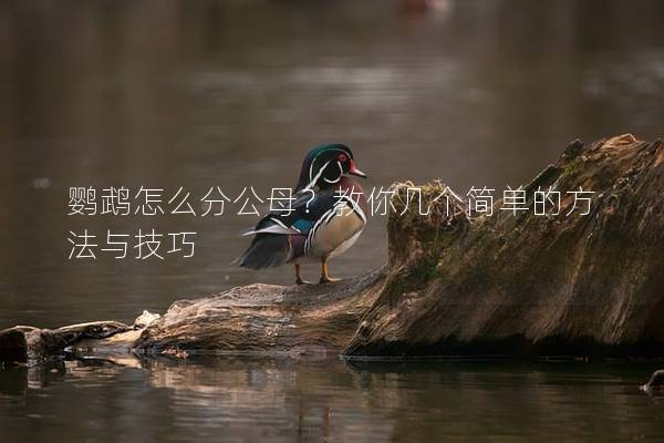 鹦鹉怎么分公母？教你几个简单的方法与技巧