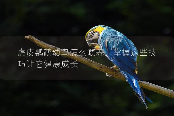 虎皮鹦鹉幼鸟怎么喂养，掌握这些技巧让它健康成长