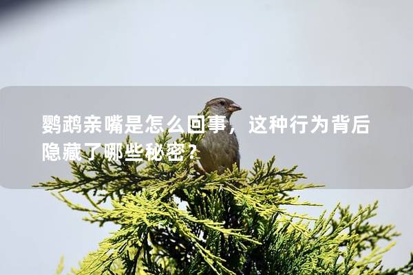 鹦鹉亲嘴是怎么回事，这种行为背后隐藏了哪些秘密？