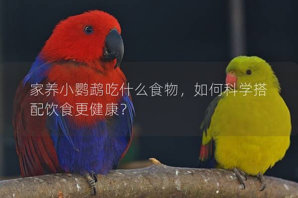 家养小鹦鹉吃什么食物，如何科学搭配饮食更健康？