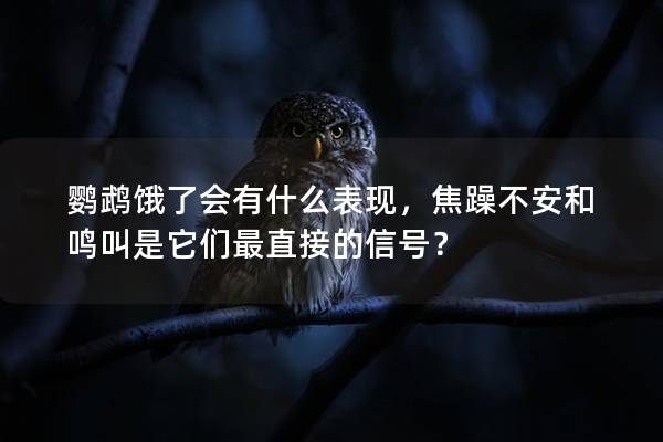 鹦鹉饿了会有什么表现，焦躁不安和鸣叫是它们最直接的信号？