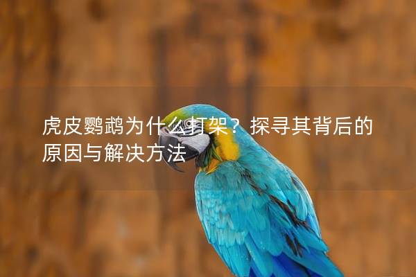 虎皮鹦鹉为什么打架？探寻其背后的原因与解决方法