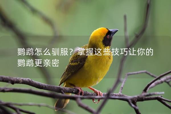 鹦鹉怎么驯服？掌握这些技巧让你的鹦鹉更亲密