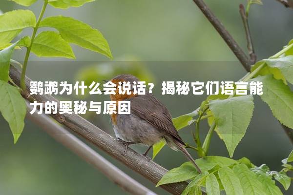鹦鹉为什么会说话？揭秘它们语言能力的奥秘与原因