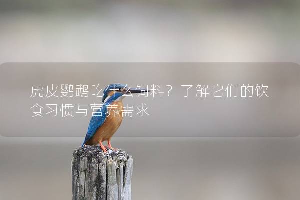 虎皮鹦鹉吃什么饲料？了解它们的饮食习惯与营养需求