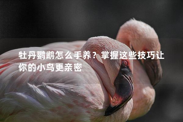 牡丹鹦鹉怎么手养？掌握这些技巧让你的小鸟更亲密