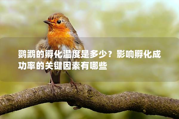 鹦鹉的孵化温度是多少？影响孵化成功率的关键因素有哪些