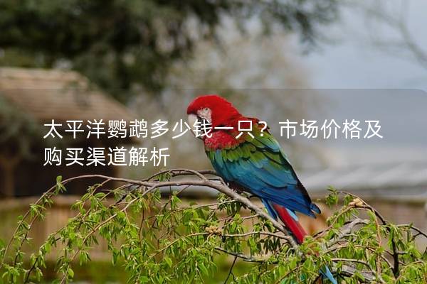 太平洋鹦鹉多少钱一只？市场价格及购买渠道解析