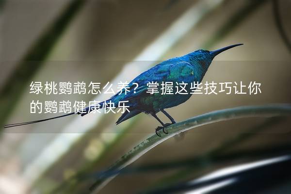 绿桃鹦鹉怎么养？掌握这些技巧让你的鹦鹉健康快乐