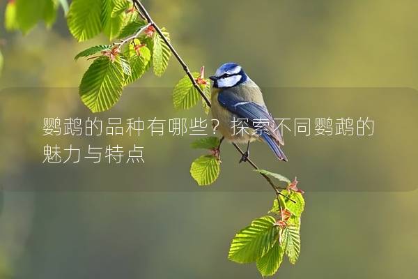 鹦鹉的品种有哪些？探索不同鹦鹉的魅力与特点