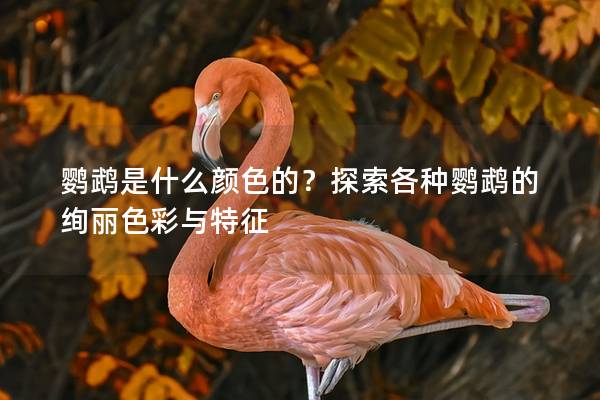 鹦鹉是什么颜色的？探索各种鹦鹉的绚丽色彩与特征