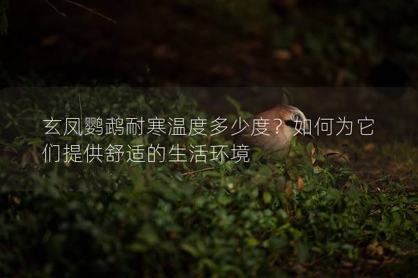 玄凤鹦鹉耐寒温度多少度？如何为它们提供舒适的生活环境