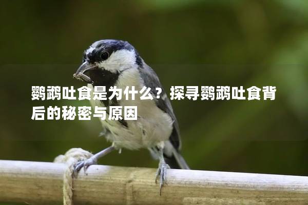 鹦鹉吐食是为什么？探寻鹦鹉吐食背后的秘密与原因