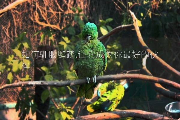 如何驯服鹦鹉,让它成为你最好的伙伴