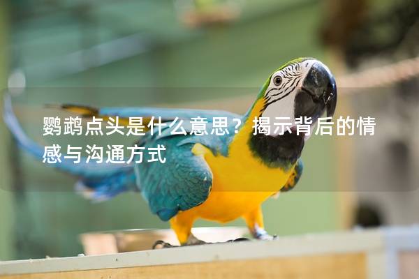 鹦鹉点头是什么意思？揭示背后的情感与沟通方式
