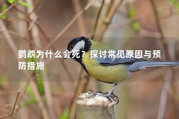 鹦鹉为什么会死？探讨常见原因与预防措施