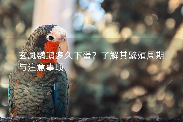 玄凤鹦鹉多久下蛋？了解其繁殖周期与注意事项