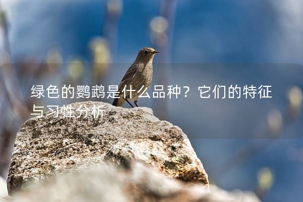 绿色的鹦鹉是什么品种？它们的特征与习性分析