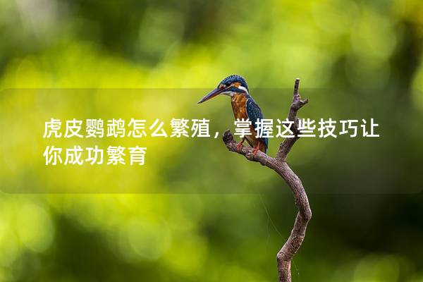 虎皮鹦鹉怎么繁殖，掌握这些技巧让你成功繁育