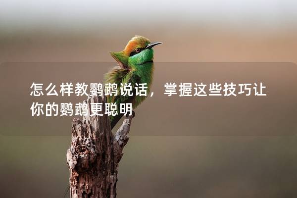 怎么样教鹦鹉说话，掌握这些技巧让你的鹦鹉更聪明