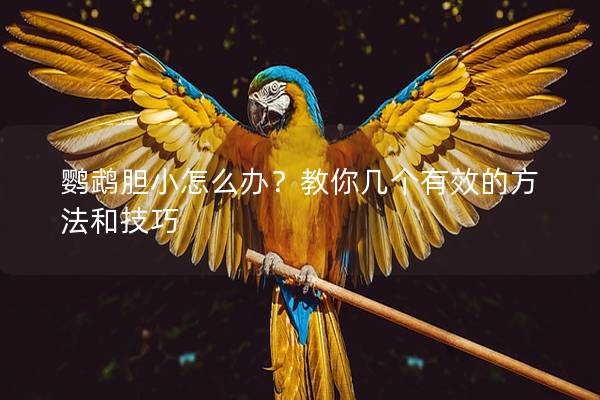 鹦鹉胆小怎么办？教你几个有效的方法和技巧