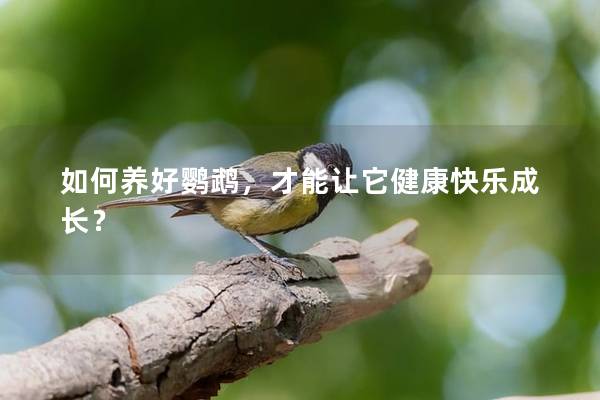 如何养好鹦鹉，才能让它健康快乐成长？