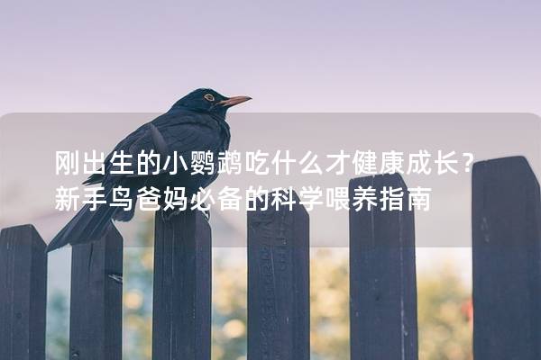 刚出生的小鹦鹉吃什么才健康成长？新手鸟爸妈必备的科学喂养指南