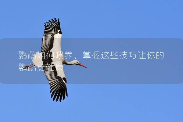鹦鹉如何喂养，掌握这些技巧让你的鹦鹉更健康