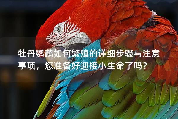 牡丹鹦鹉如何繁殖的详细步骤与注意事项，您准备好迎接小生命了吗？