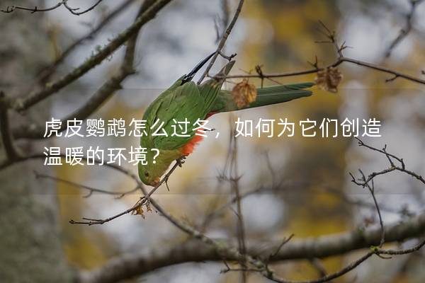 虎皮鹦鹉怎么过冬，如何为它们创造温暖的环境？