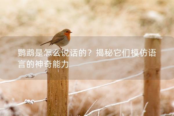 鹦鹉是怎么说话的？揭秘它们模仿语言的神奇能力