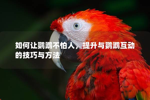 如何让鹦鹉不怕人，提升与鹦鹉互动的技巧与方法