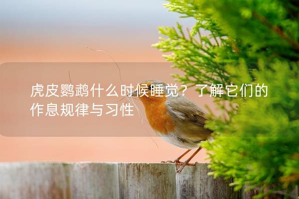 虎皮鹦鹉什么时候睡觉？了解它们的作息规律与习性