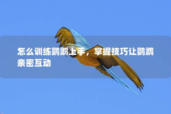 怎么训练鹦鹉上手，掌握技巧让鹦鹉亲密互动