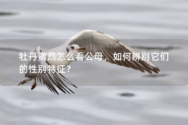牡丹鹦鹉怎么看公母，如何辨别它们的性别特征？