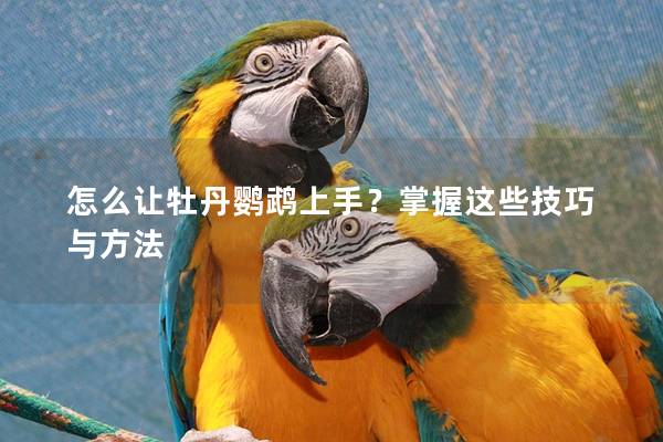 怎么让牡丹鹦鹉上手？掌握这些技巧与方法