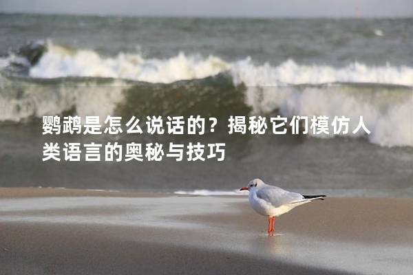 鹦鹉是怎么说话的？揭秘它们模仿人类语言的奥秘与技巧