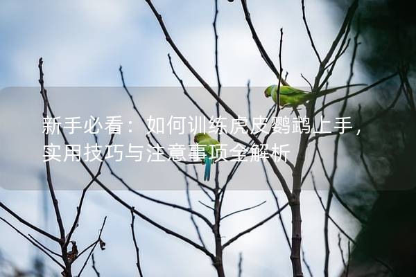 新手必看：如何训练虎皮鹦鹉上手，实用技巧与注意事项全解析