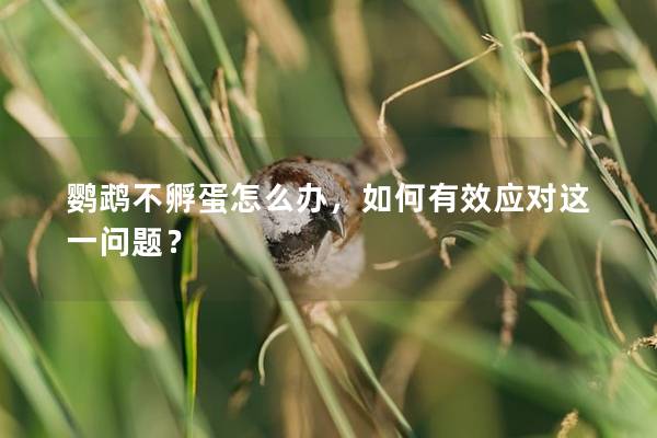 鹦鹉不孵蛋怎么办，如何有效应对这一问题？
