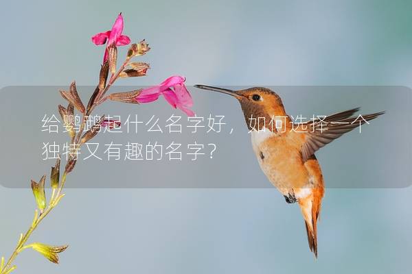 给鹦鹉起什么名字好，如何选择一个独特又有趣的名字？