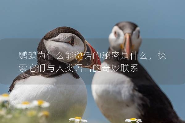 鹦鹉为什么能说话的秘密是什么，探索它们与人类语言的奇妙联系
