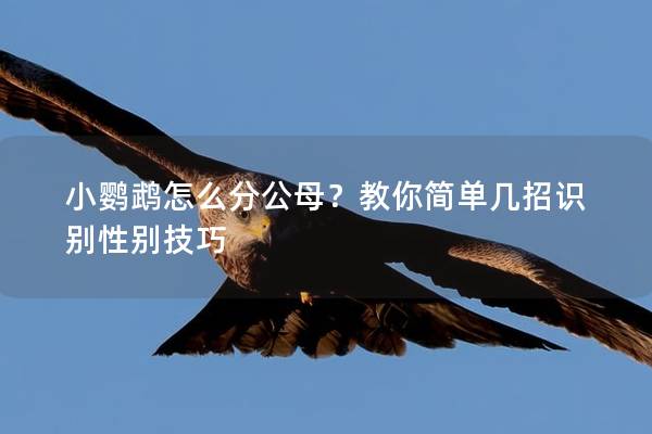 小鹦鹉怎么分公母？教你简单几招识别性别技巧