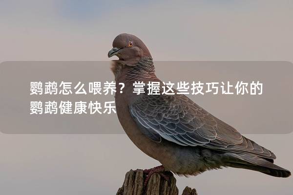 鹦鹉怎么喂养？掌握这些技巧让你的鹦鹉健康快乐