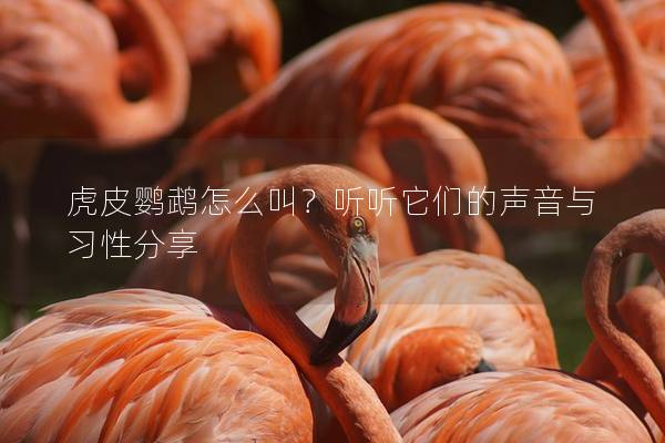 虎皮鹦鹉怎么叫？听听它们的声音与习性分享