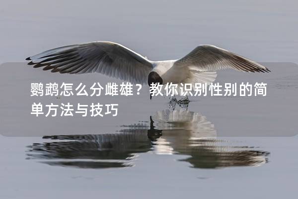 鹦鹉怎么分雌雄？教你识别性别的简单方法与技巧