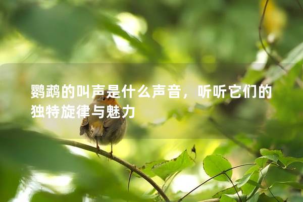鹦鹉的叫声是什么声音，听听它们的独特旋律与魅力