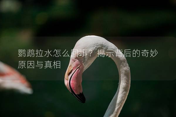 鹦鹉拉水怎么回事？揭示背后的奇妙原因与真相
