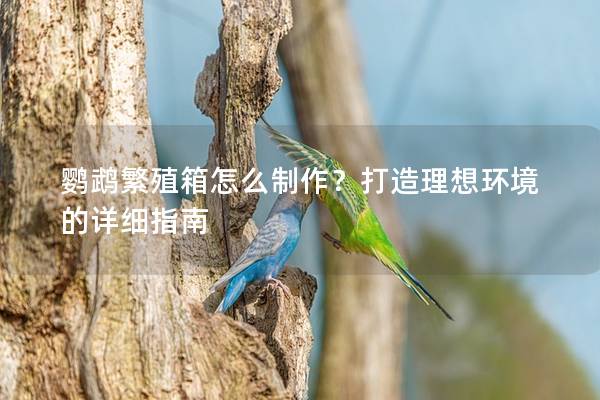 鹦鹉繁殖箱怎么制作？打造理想环境的详细指南