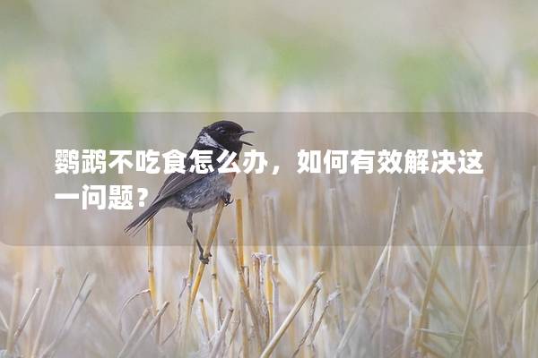 鹦鹉不吃食怎么办，如何有效解决这一问题？